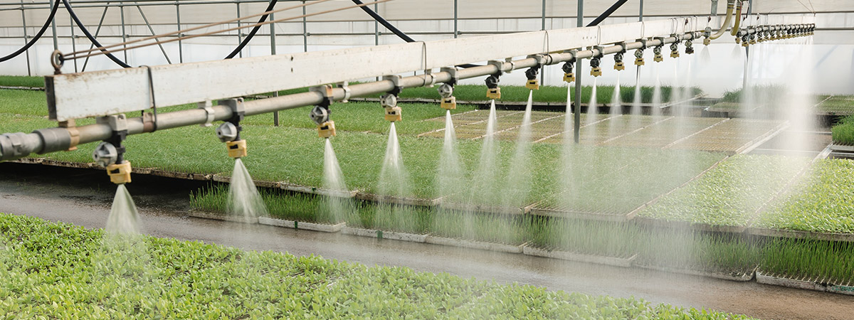 acqua nei vivai e coltivazioni in serra