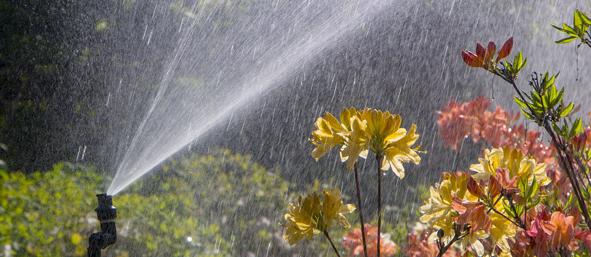 Acqua per irrigazione nella Floricoltura